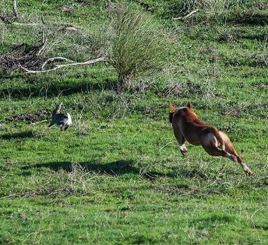 la caza del conejo con perro y sin armas