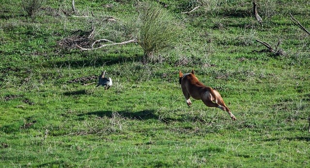 la caza del conejo con perro y sin armas