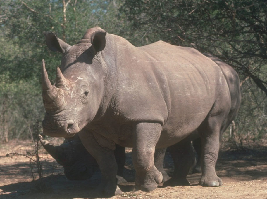 cien rinocerontes 