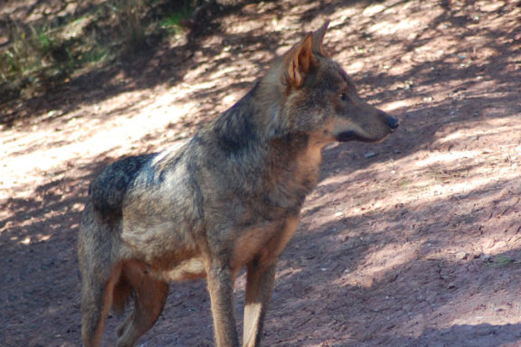 del lobo