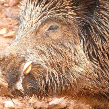 El cochino imposible