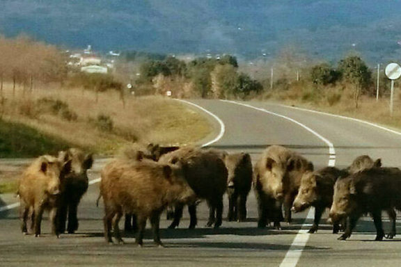Sanidad y Agricultura
