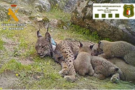 hembra de lince