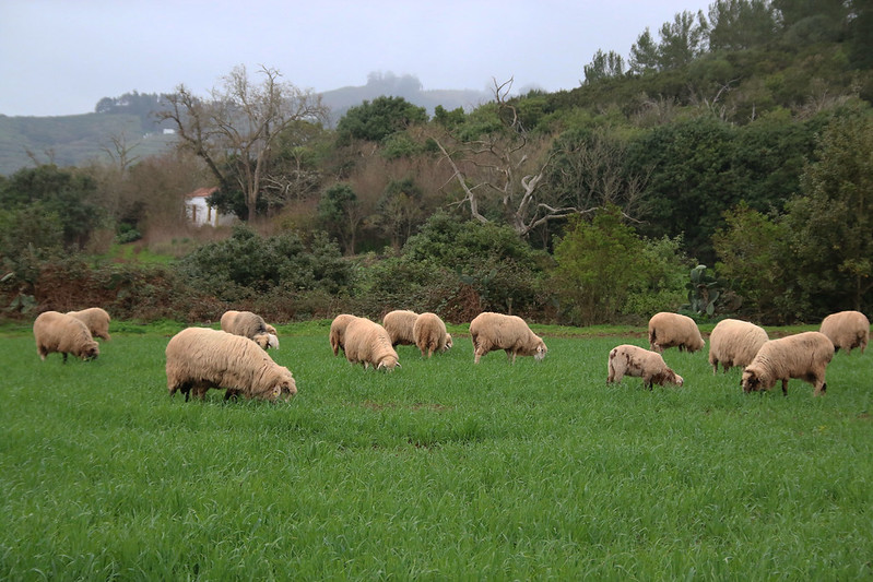 ovejas agronomía