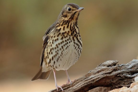 zorzal común cazadores federados