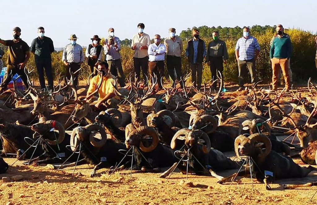 Las cámaras de fototrampeo en la práctica cinegética - Club Tierra de Caza