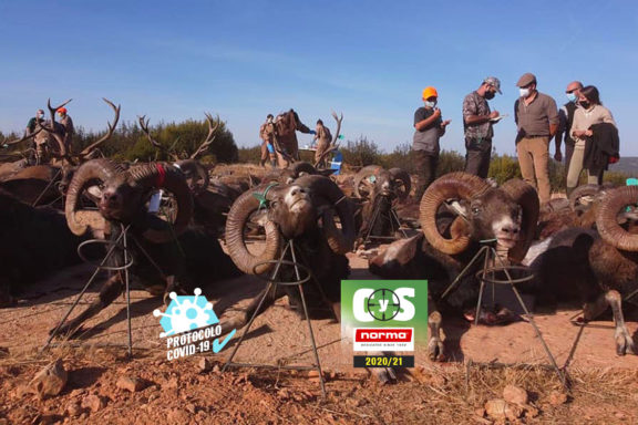 Montera Baja