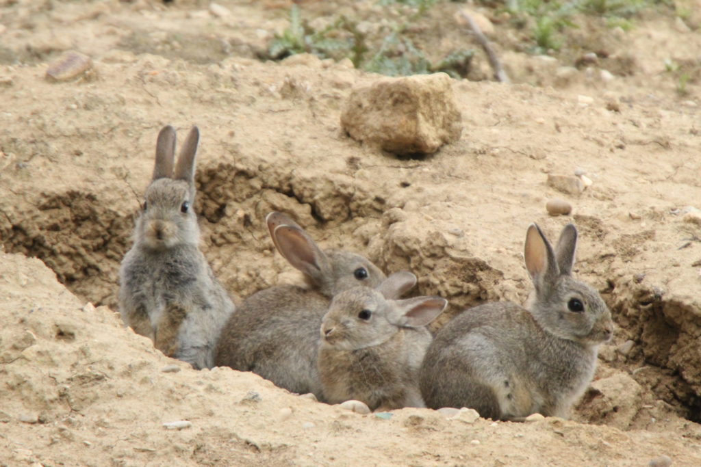 sobrepoblación de conejos
