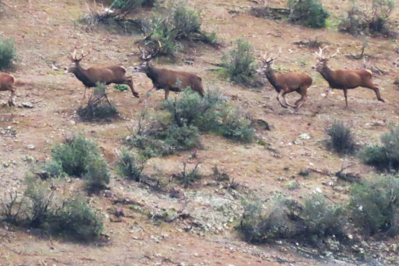 desplazmamientos de los cazadores Andalucía