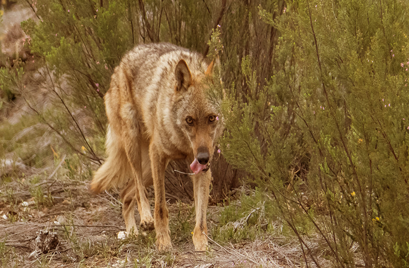 paraiso del lobo