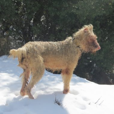 perro rehala nieve bajas temperaturas