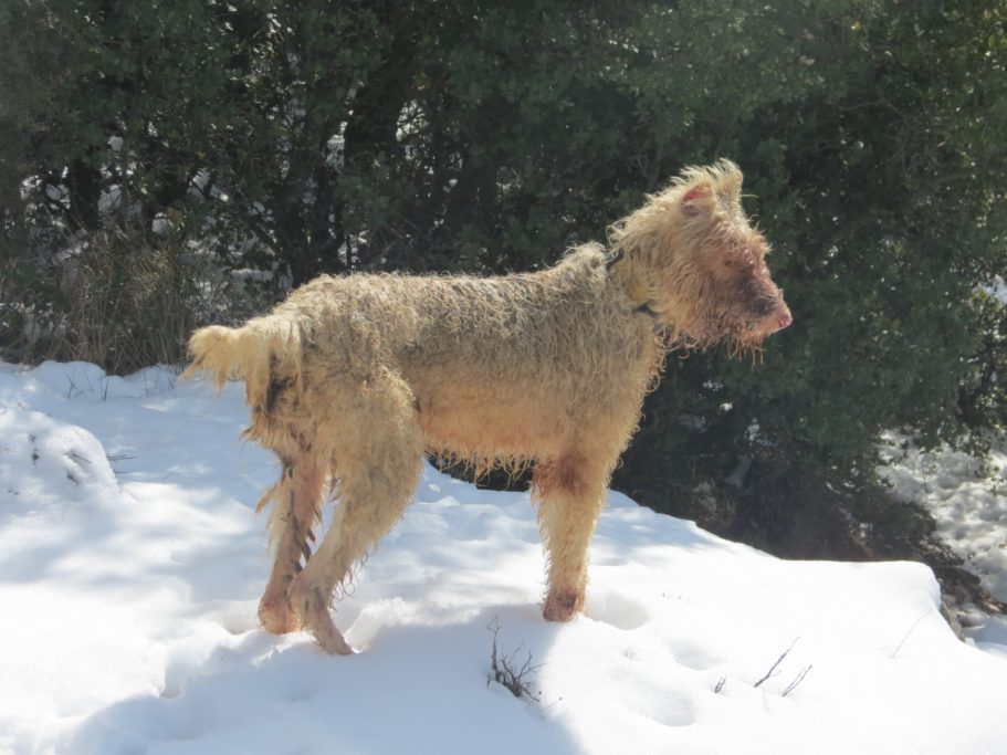 perro rehala nieve bajas temperaturas
