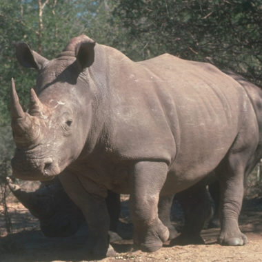 ADN rinoceronte