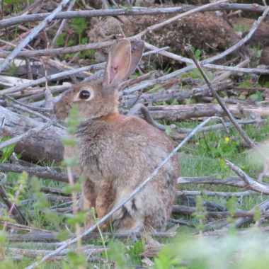 Conejo de monte