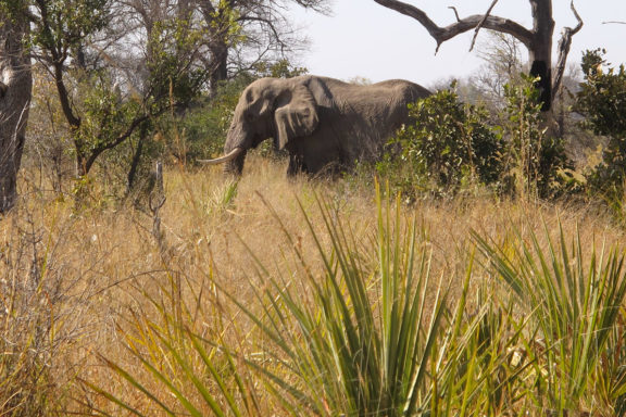 Caza de elefantes Botsuana