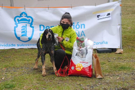 Perros de Rastro Atraillados sobre Jabalí Salvaje