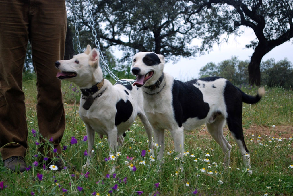 Perros de rehala