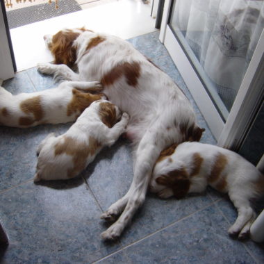 ley animal andalucia UNAC perros de caza