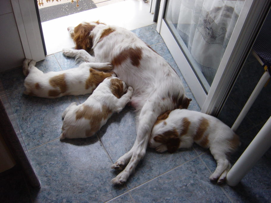 ley animal andalucia UNAC perros de caza