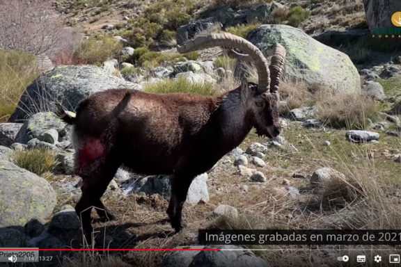Lobos y Gredos. Artemisan