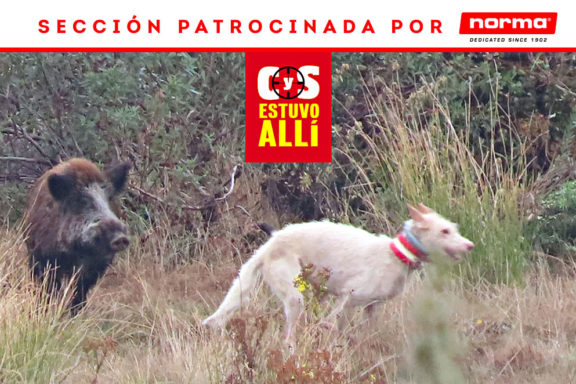 Matasanos perros