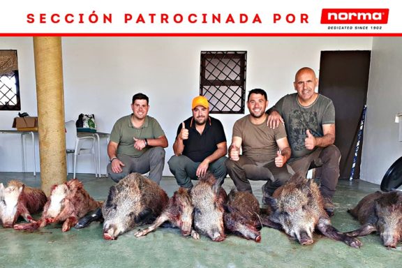 en Almogía jabalíes
