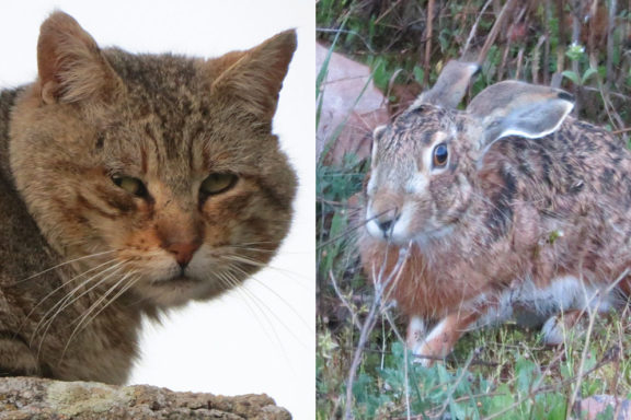Gato por liebre