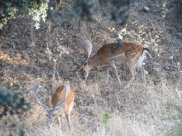 No te pierdas el curioso proceso del crecimiento de la cuerna de un venado  de cola blanca - Cazawonke - CAZA y SAFARIS