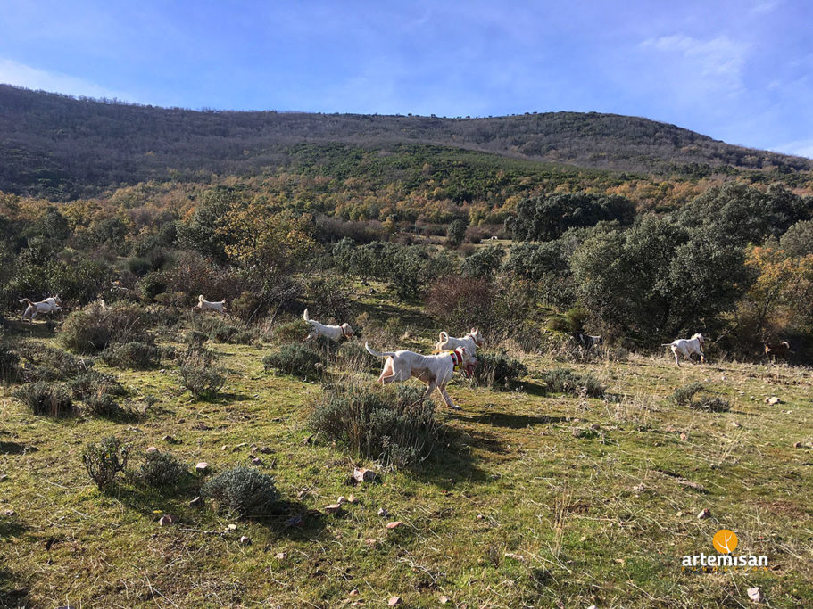 Artemisan rural de Caza