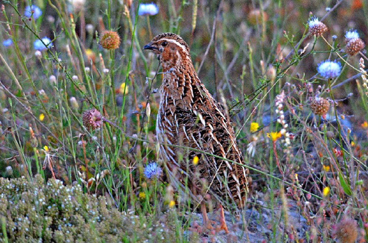 La población de codorniz en España mantiene un estado de conservación ...