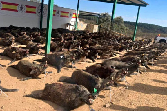 Un-Matasanos-jabalíes