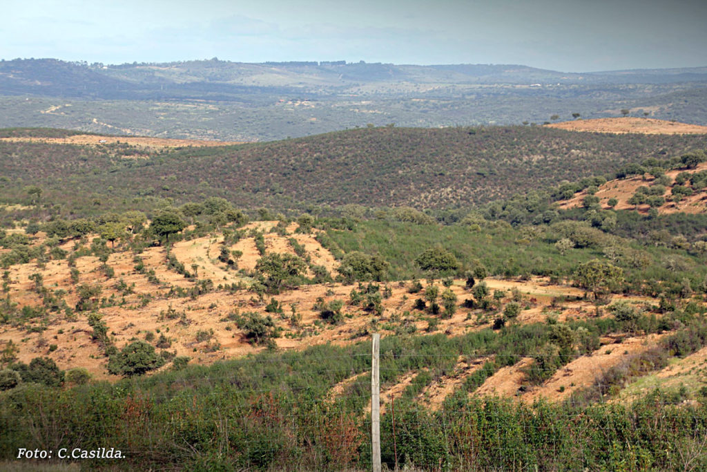 Escuderas y monteros