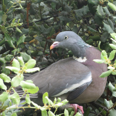 Torcaces palomas