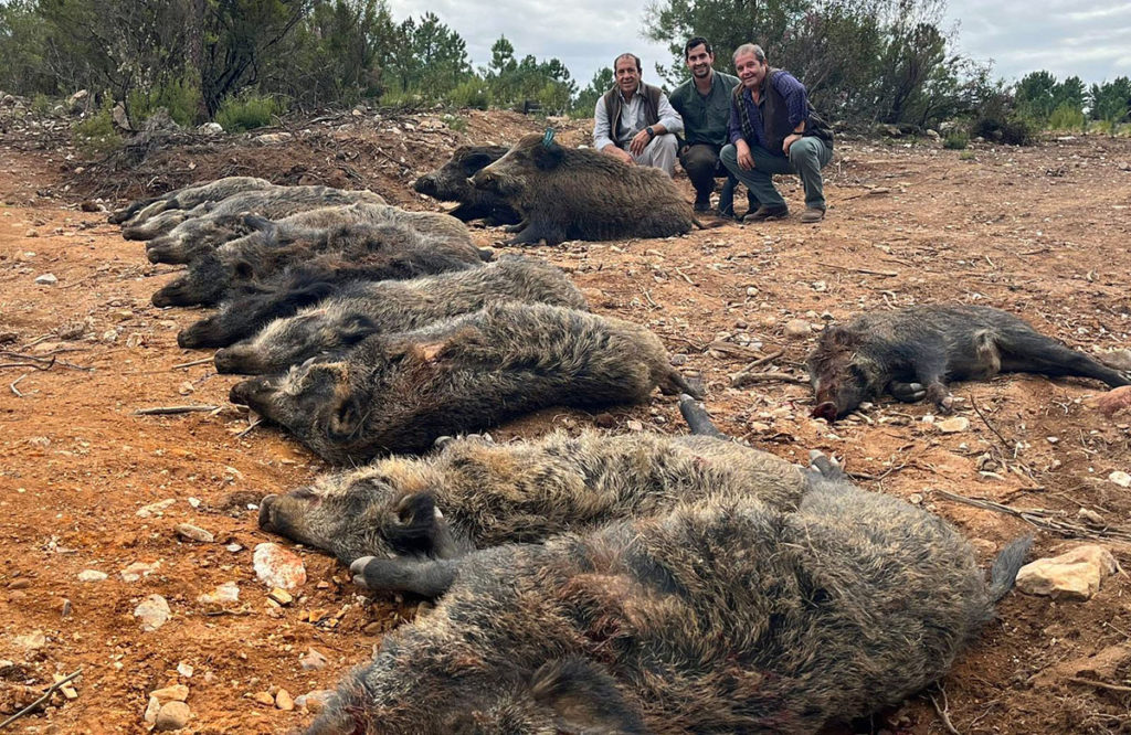 jabalíes en Las Cabezas