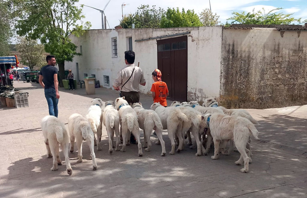 Campillo de Altobuey rehalas