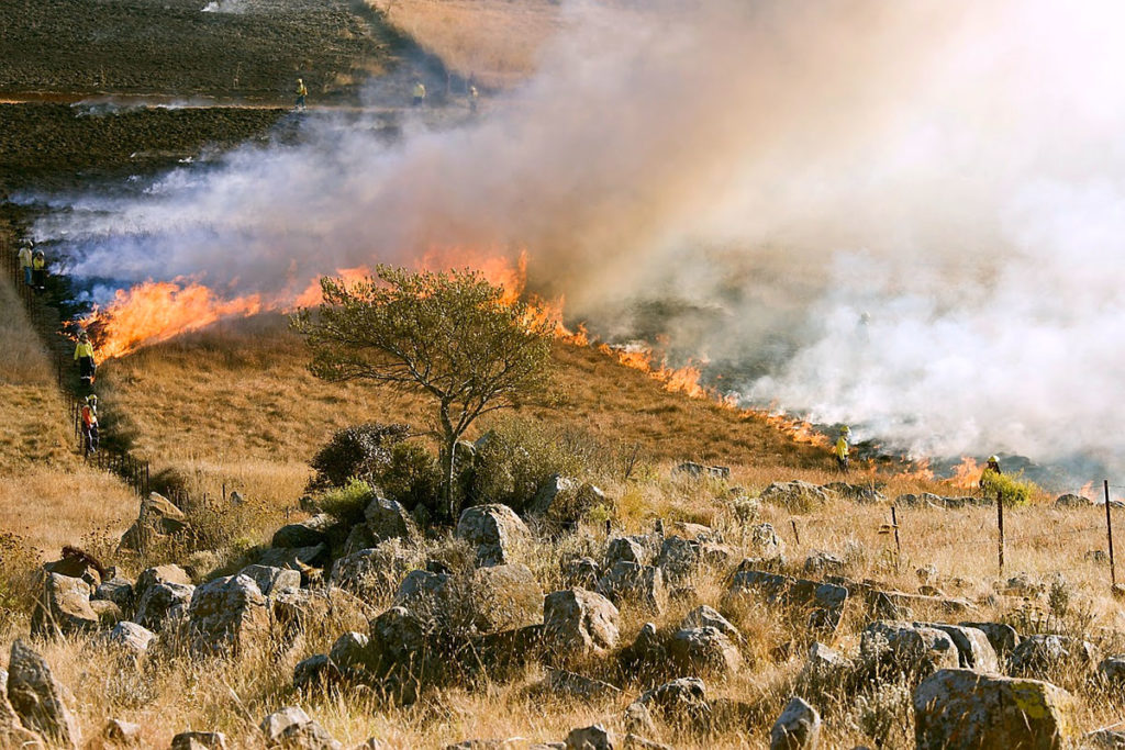 forestal Artemisan