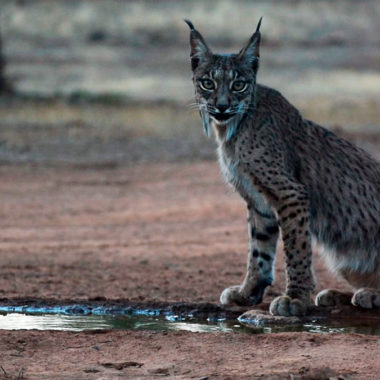 de linces Artemisan