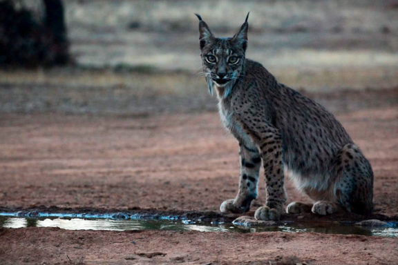 de linces Artemisan