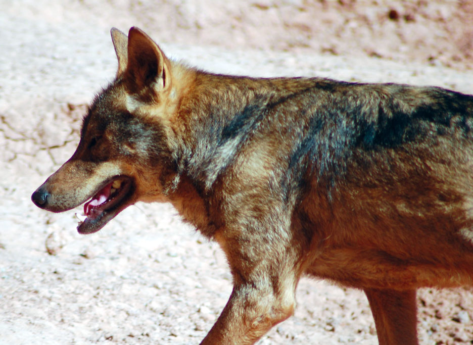 lobo con Caza