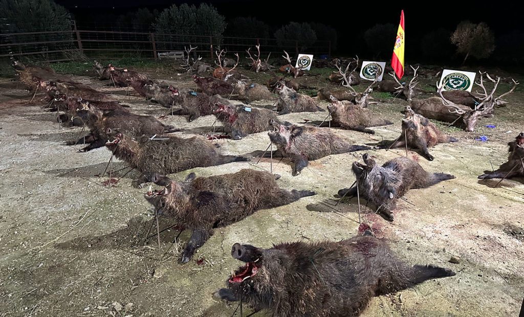 Cabezas en jabalíes