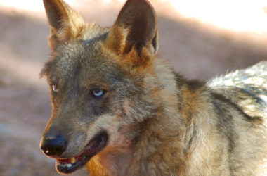 al lobo del aRTEMISAN