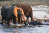 elefantes a Botsuana