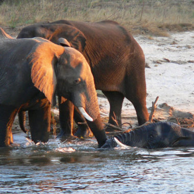 elefantes a Botsuana