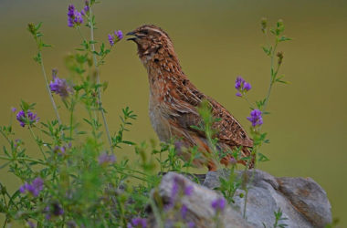 Coturnix de codorniz