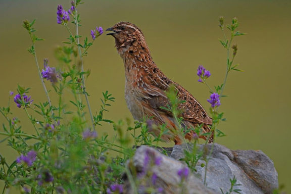 Coturnix de codorniz