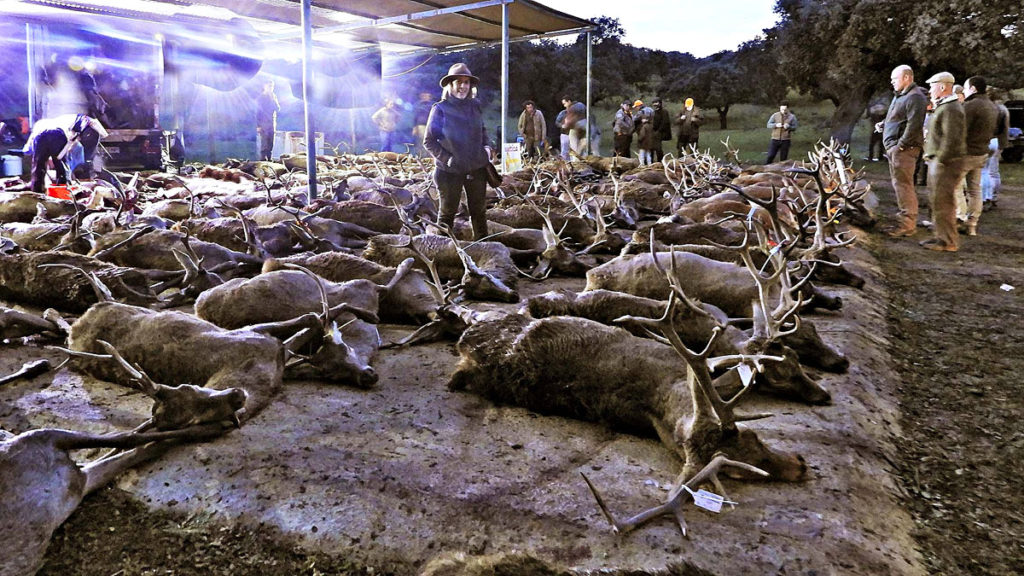 montería en los riberos