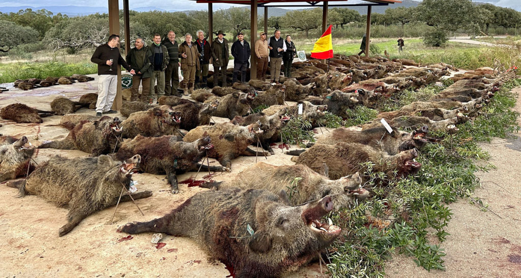 de jabalíes en cerrado