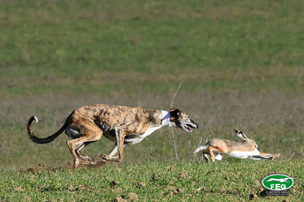 Galgos se Mutuasport