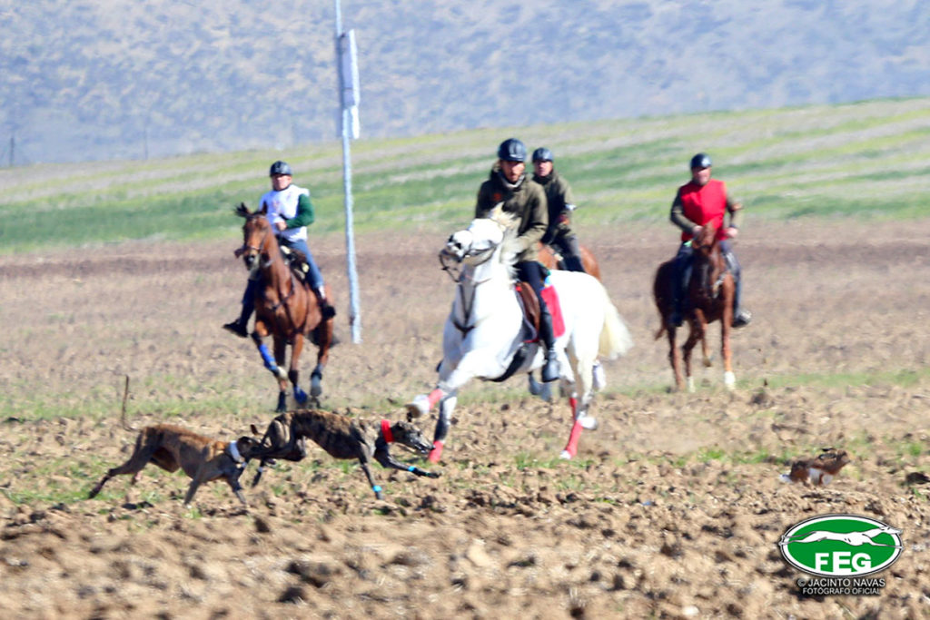 Galgos se Mutuasport