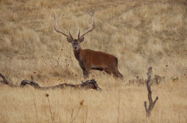 Ciervos caza en Parques Nacionales